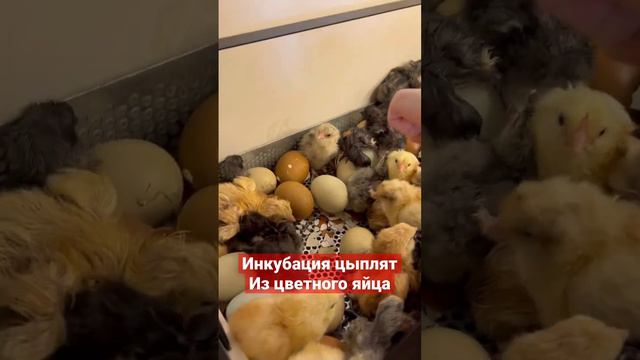 #инкубацияяиц #инкубация #инкубатор #инкубационноеяйцо #цветноеяйцо #грюнлегер #птицеводство смотреть онлайн