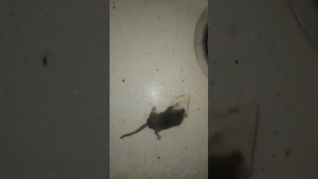 завтрак маленького зверька смотреть онлайн