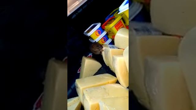 Крыса в магазине ест сыр смотреть онлайн