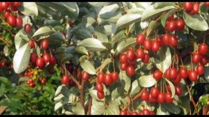 Гуми полезные советы