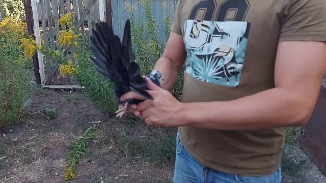 Николаевские голуби . Еще немного молодежи. смотреть онлайн