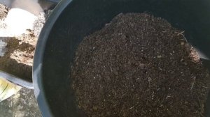 Грунт для олив, растущих в вазонах.