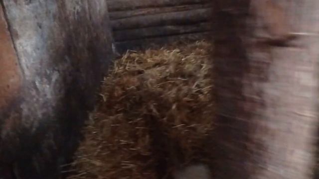 Выпустили Вишню с жеребенком на прогулку смотреть онлайн