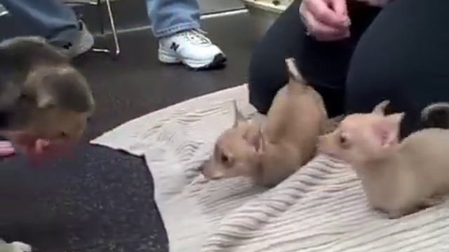 MSPCA Cares for Two Legged Chihuahua Puppies смотреть онлайн