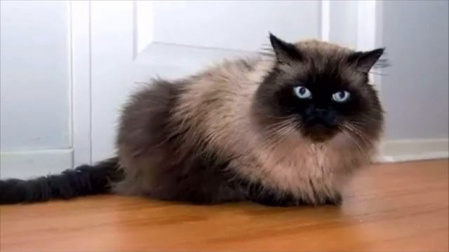 Женщина нашла на улице кошку, полностью покрытую колтунами. Люди даже не знали с чего начать. смотреть онлайн