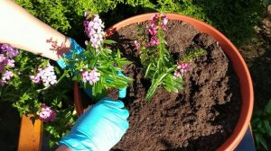 Ангелония Серенита (Angelonia Serenita  ). Посадка на ПМЖ.