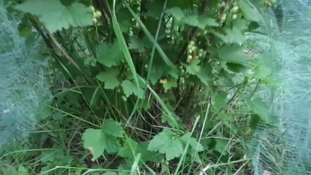 Обрезка смородины красной и белой. смотреть онлайн