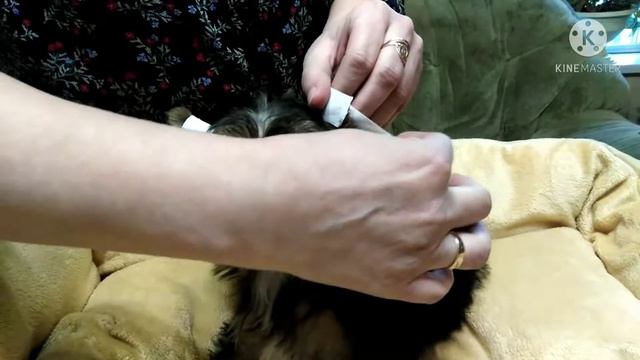 Ставим ушки щенку йорка. смотреть онлайн