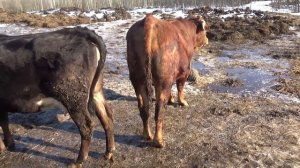 Содержание КРС в нашем КФХ//Ответы на вопросы зрителей