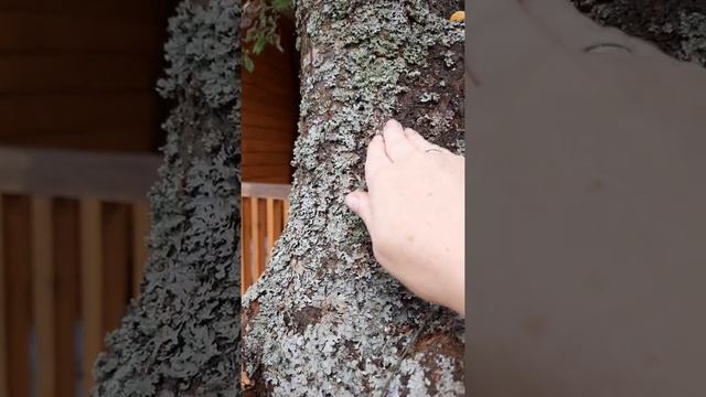 Помогите понять, чем заболело моё дерево. смотреть онлайн