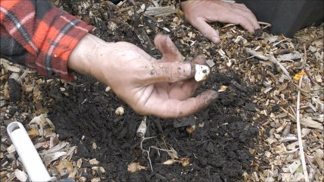 Galanthus nivalis Snowdrops смотреть онлайн