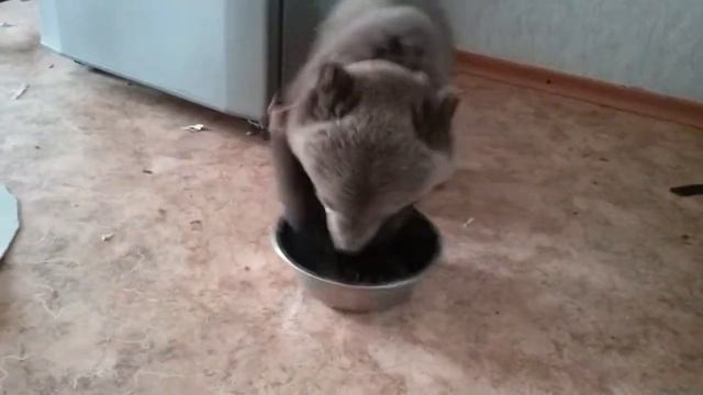 Медвежонок Потап. Медведь. Дрессировка. смотреть онлайн