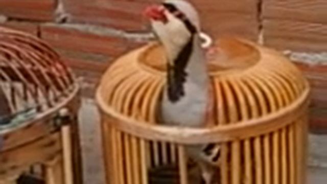 Av kekliği, kelik sesi смотреть онлайн