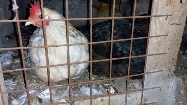 ЯКІ ГОЛОВНІ ХВОРОБИ БУВАЮТЬ У КУР? ЧАСТИНА 1. смотреть онлайн