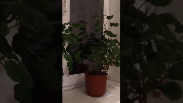 Мои любимые цветы
