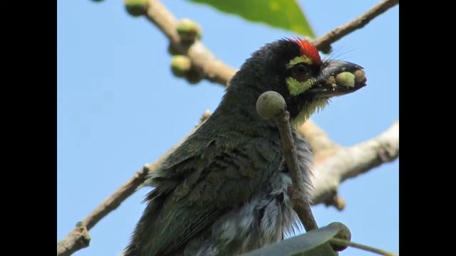 Birds of Mumbai-Canon sx500 смотреть онлайн