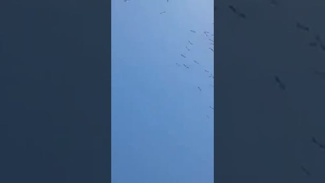 Добрый знак: Над центром Одессы кружила стая аистов смотреть онлайн