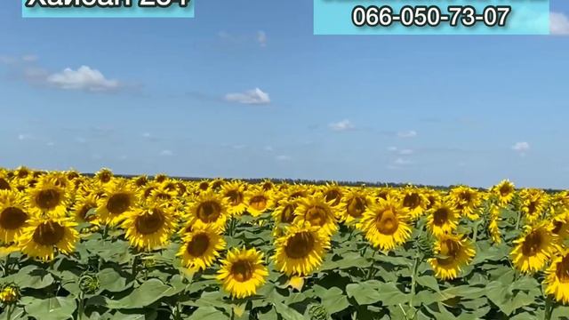 Соняшник Хайсан 254 стан на 20 серпня