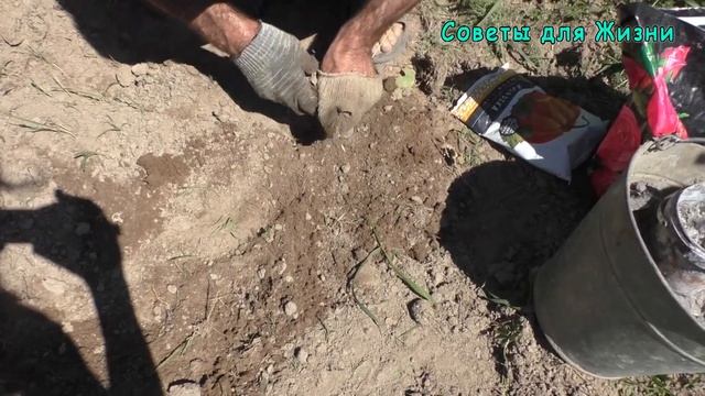 Для МОЩНОГО УРОЖАЯ КАРТОФЕЛЯ добавьте ЭТО в Лунку | Полезные советы для жизни смотреть онлайн