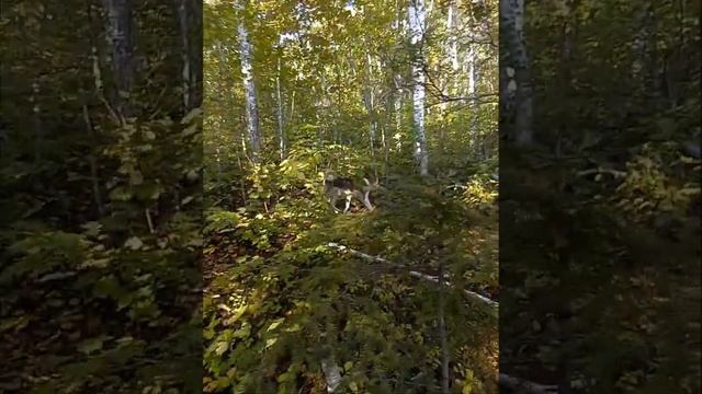 Охота на Изюбря. Собаки сработали изюбря во время рёва. смотреть онлайн