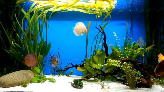 Приятный аквариум с рыбками - Заставка для ТВ | Background | Отдых | Снятие стресса и напряжения смотреть онлайн