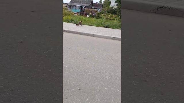 кошка и ворона