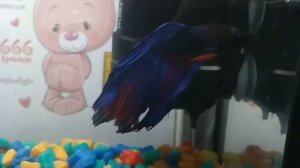 белые пятна у рыбки петушка Betta splendens