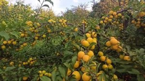 Алыча Царская в Подмосковье.