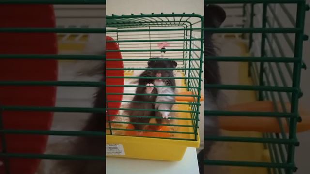 лютик смотреть онлайн