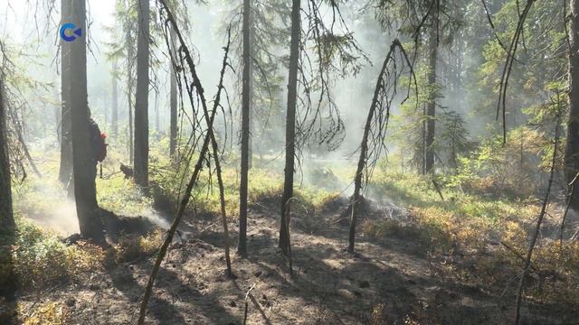 С завтрашнего дня в Карелии вводится режим ограничения пребывания граждан в лесах смотреть онлайн