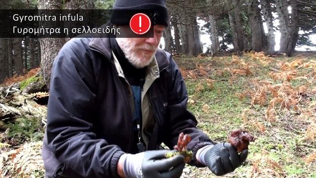 Γυρομίτρα η σελλοειδής - Gyromitra infula смотреть онлайн