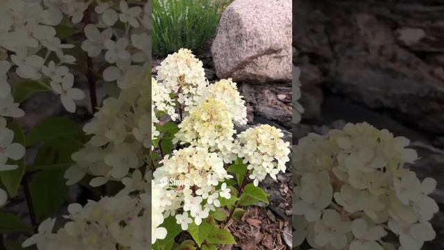 Гортензия Панзола ? 2 июля #garden смотреть онлайн