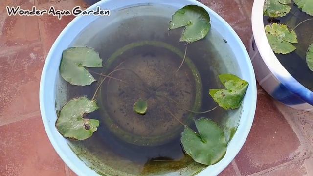 1 Month Updates on My Guppy Fish Tubs | தமிழ் | Wonder Aqua Garden смотреть онлайн