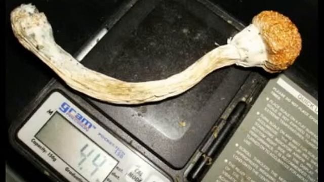 Moya- Just Ate A Eighth Of Shrooms смотреть онлайн