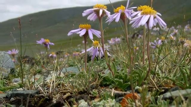 Медитация на звуке сякухати, канэ, табын2 смотреть онлайн