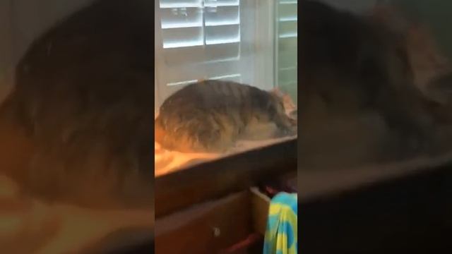 My Cat is playing in the lizard terrarium! ? смотреть онлайн