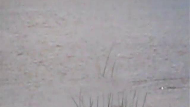 Airedale Rusja And Fish - Chase .