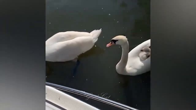 Смешные животные #159.mp4 смотреть онлайн