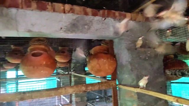 BigJava bird breeding farm visited 2022 | Java bird colony setup |Java sparrow breeding progress смотреть онлайн