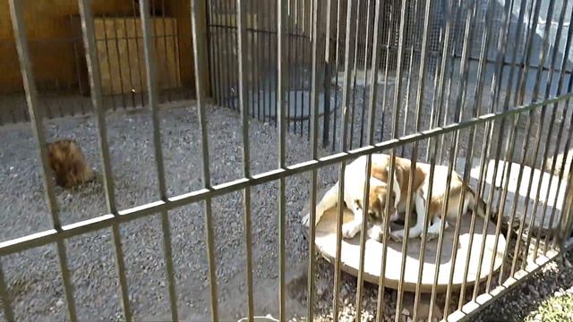 Алабаи Крыма I Лидер всегда один смотреть онлайн