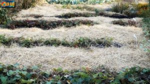 Лучшая мульча для клубники весной повысит урожайность / Чем мульчировать клубнику?