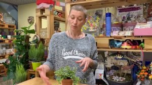 Фикус | Все ли сорта вам знакомы? | Фикус пумила - маленький представитель большого семейства