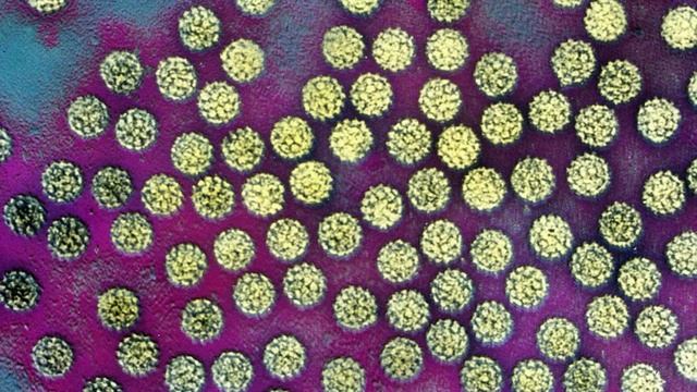 Почему Животные Превращаются В Деревья?