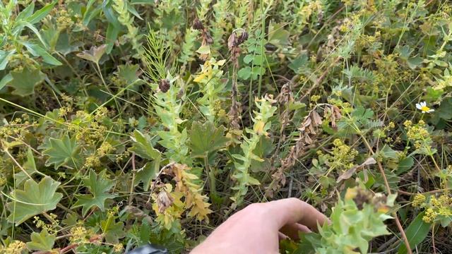 Иван-чай (копорский чай, кипрей) - сбор листа, ферментация, сушка. смотреть онлайн