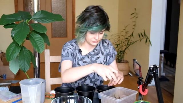 Три вида тропических деревьев, чтобы вырастить из семян в квартире смотреть онлайн