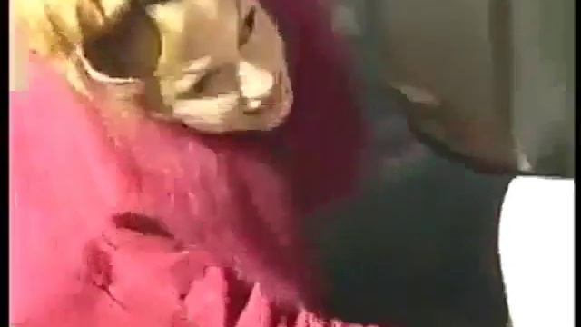 Тупые бабы смотреть онлайн