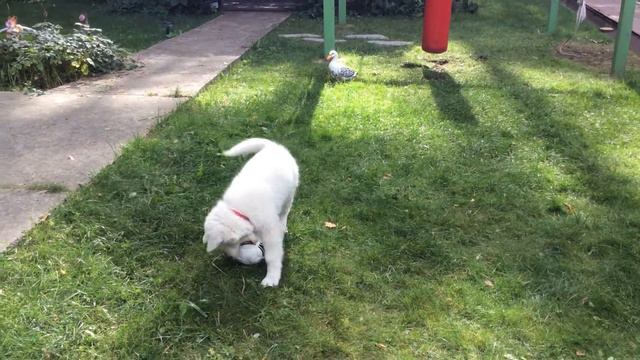 Зевс смотреть онлайн