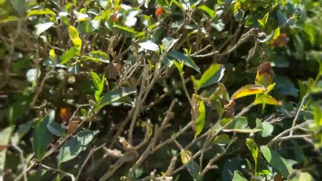 МАЦЕСТА 2021! ЧАЙНЫЕ ПЛАНТАЦИИ В МАЦЕСТЕ! Халявная экскурсия! Мацеста Сочи.