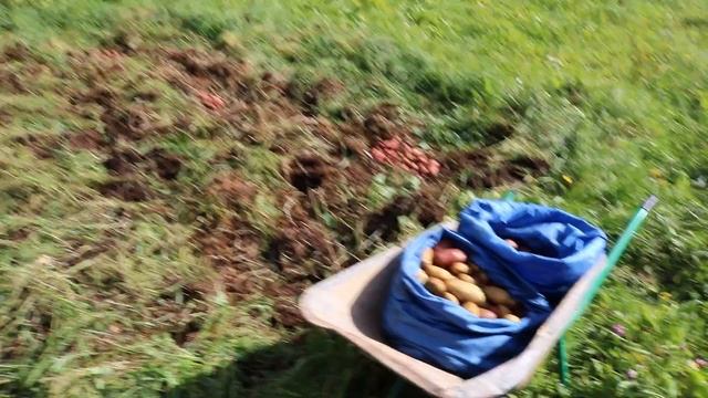 Посадка картофеля под солому или сено. Сбор урожая 2017 год. Результат превзошел все ожидания!!! смотреть онлайн