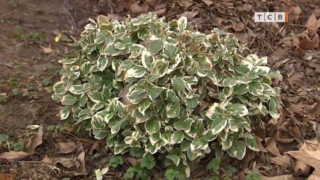 Как правильно обрезать кусты